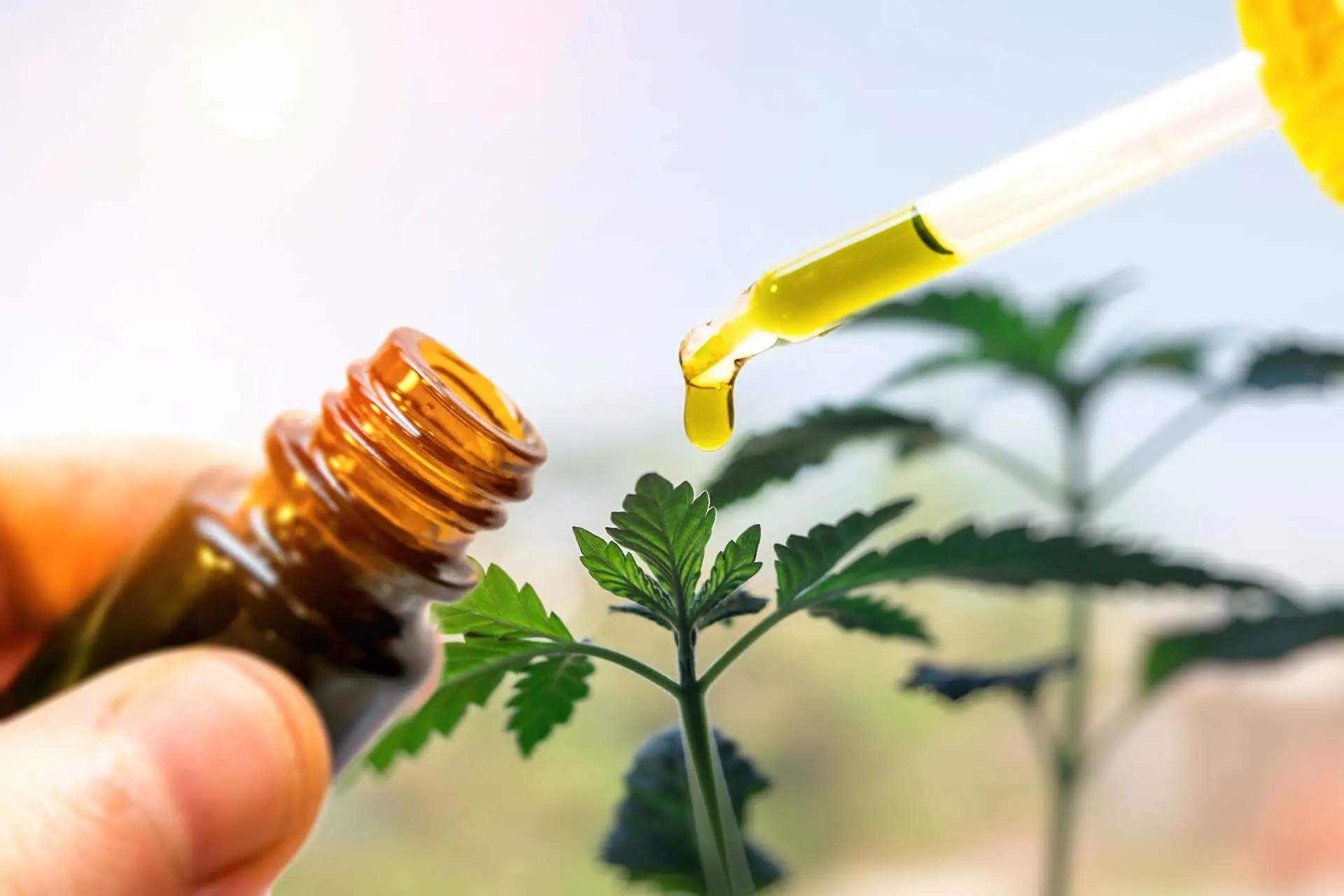 Exploring the Wonders of CBD Isolate: Benefits, Uses, and More